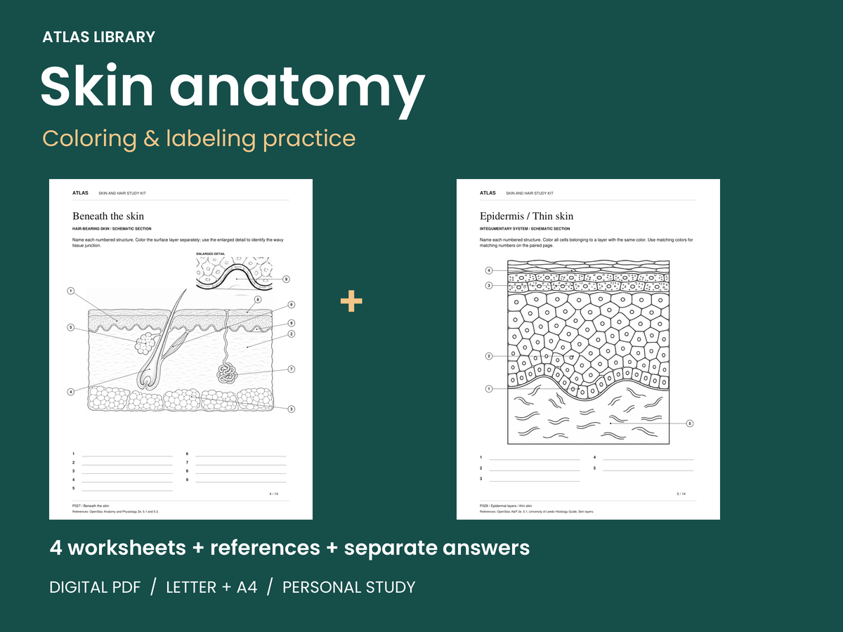 Skin anatomy coloring and labeling practice: actual worksheets, digital PDF for personal study.