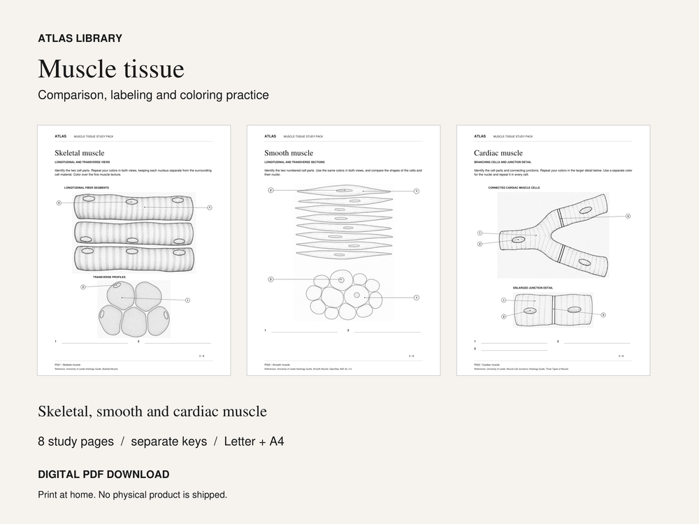 Muscle Tissue Coloring and Labeling Worksheets with Answer Keys — actual study pages and printable PDF contents