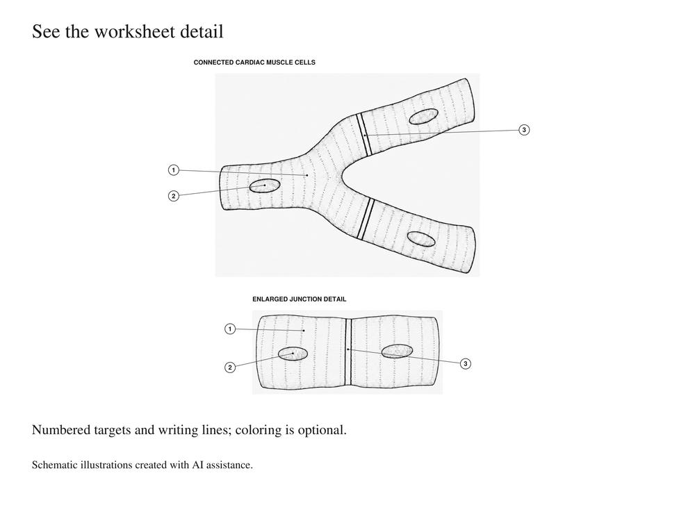 Muscle Tissue Coloring and Labeling Worksheets with Answer Keys — actual study pages and printable PDF contents