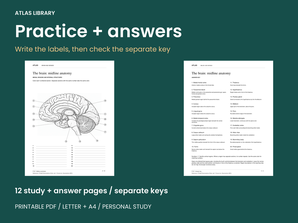 Brain, Eye and Ear Anatomy Coloring and Labeling Worksheets — actual study pages and printable PDF contents