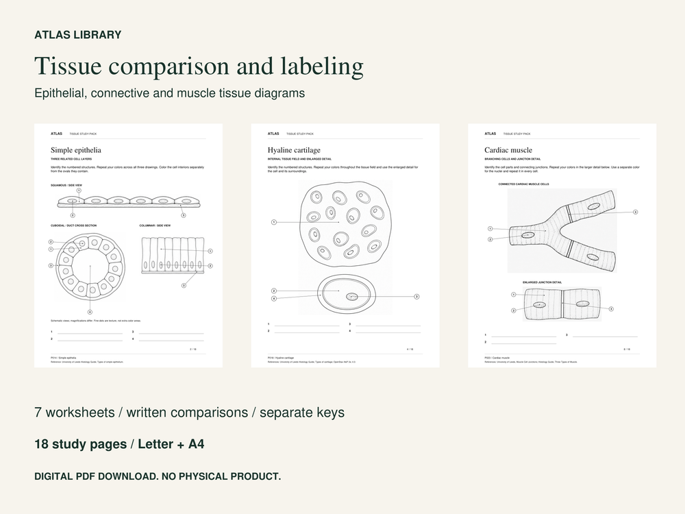 Tissue Anatomy Coloring and Labeling Worksheets with Answer Keys — actual study pages and printable PDF contents