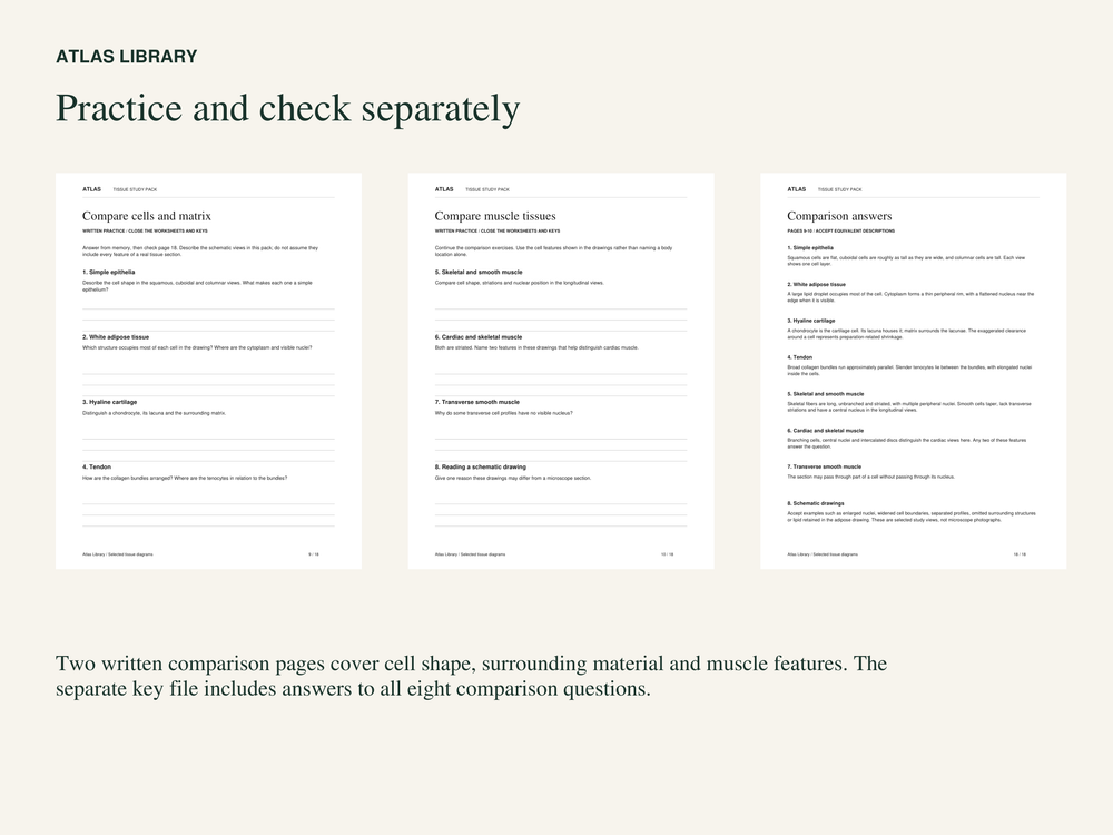 Tissue Anatomy Coloring and Labeling Worksheets with Answer Keys — actual study pages and printable PDF contents