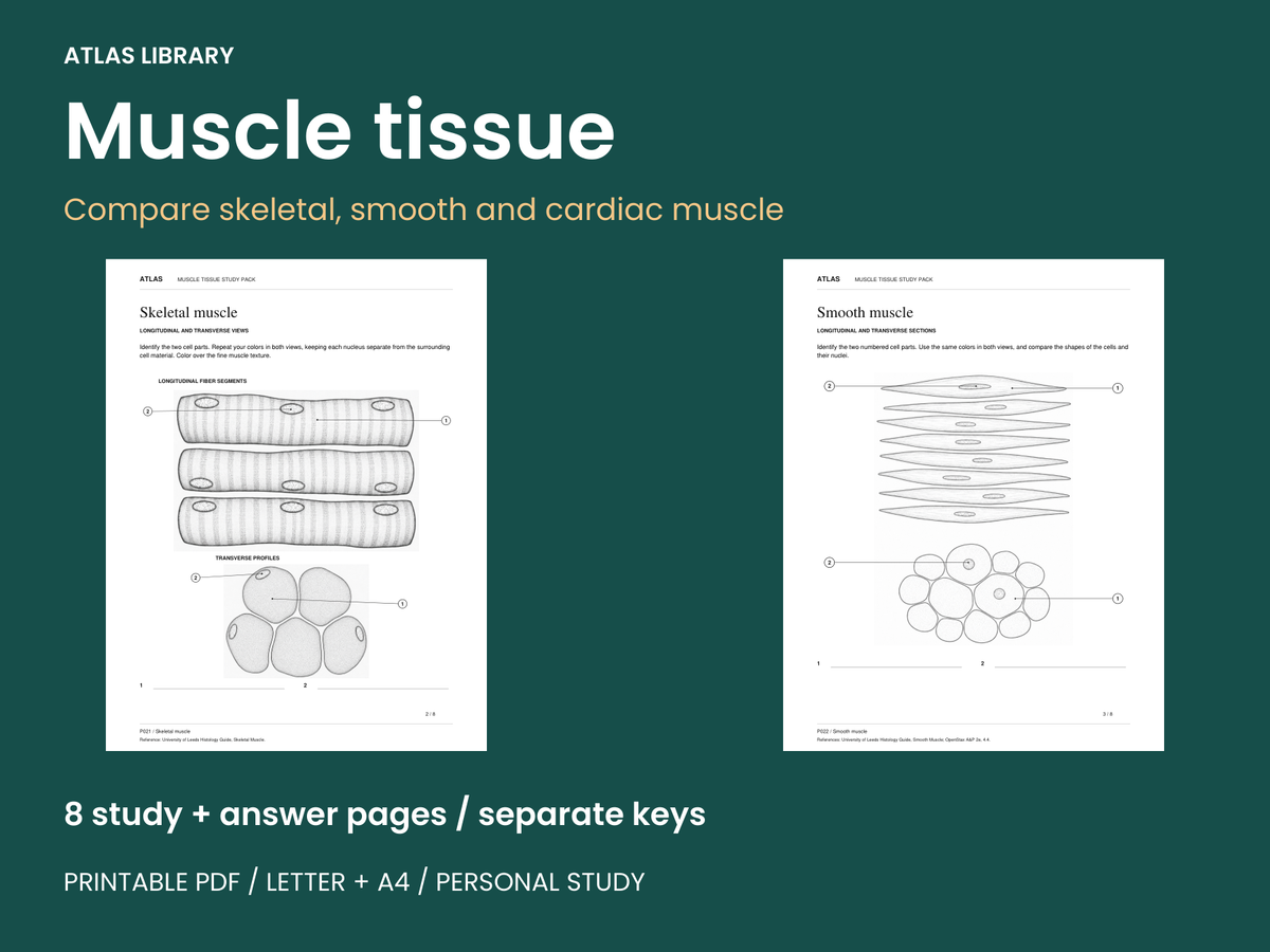 Muscle Tissue Coloring and Labeling Worksheets with Answer Keys — actual study pages and printable PDF contents