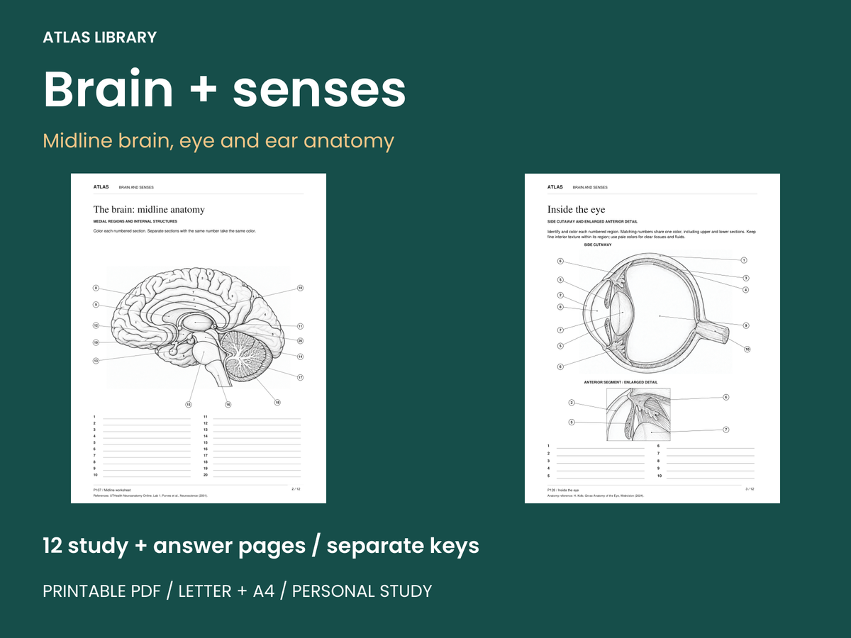 Brain, Eye and Ear Anatomy Coloring and Labeling Worksheets — actual study pages and printable PDF contents
