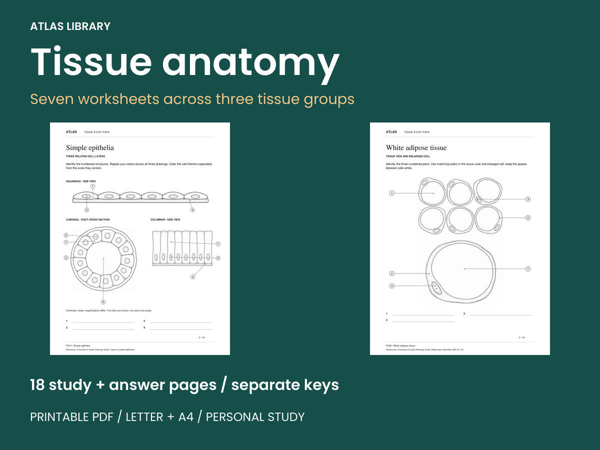 Tissue Anatomy Coloring and Labeling Worksheets with Answer Keys — actual study pages and printable PDF contents