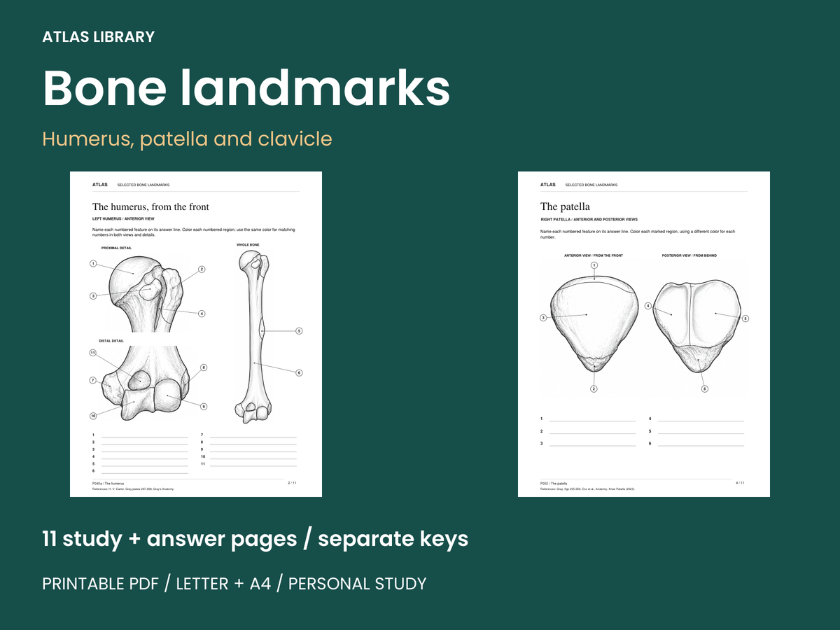 Selected Bone Landmarks Coloring and Labeling Worksheets — actual study pages and printable PDF contents