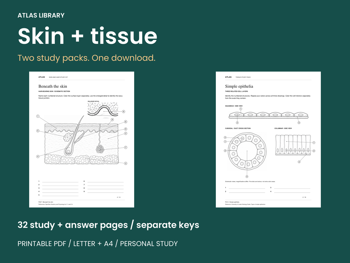 Skin and Tissue Anatomy Study Bundle — actual study pages and printable PDF contents