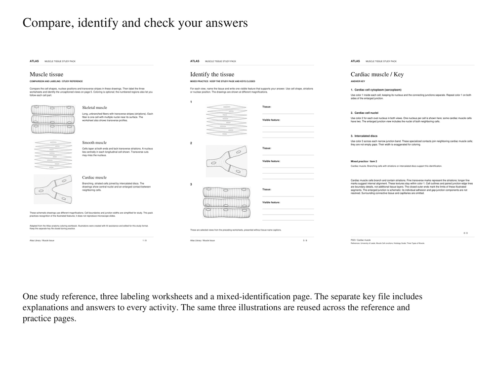 Muscle Tissue Coloring and Labeling Worksheets with Answer Keys — actual study pages and printable PDF contents