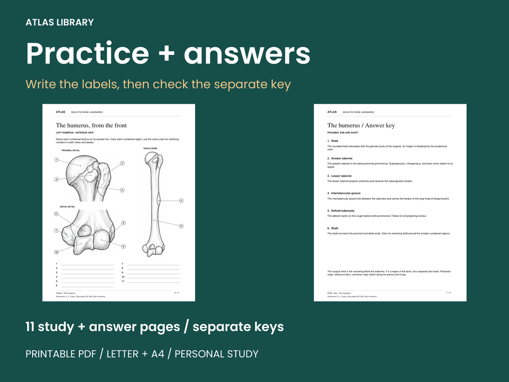 Selected Bone Landmarks Coloring and Labeling Worksheets — actual study pages and printable PDF contents