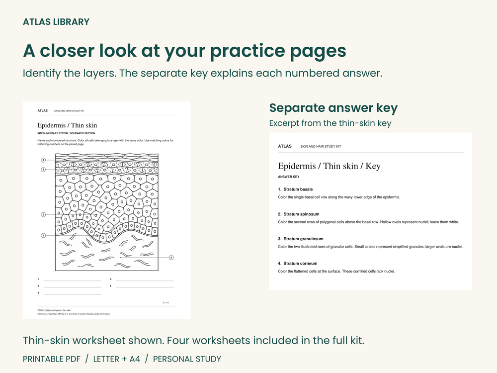 Thin-skin worksheet with an excerpt from its separate answer key.