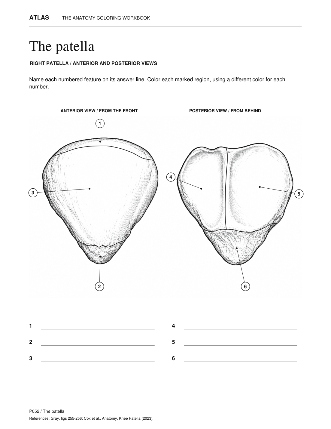Complete patella worksheet with anterior and posterior views, six numbered regions and six answer lines.
