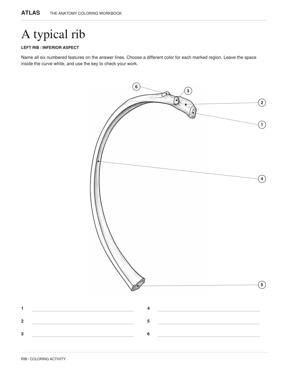 Complete typical rib worksheet with six numbered features and six blank answer lines.