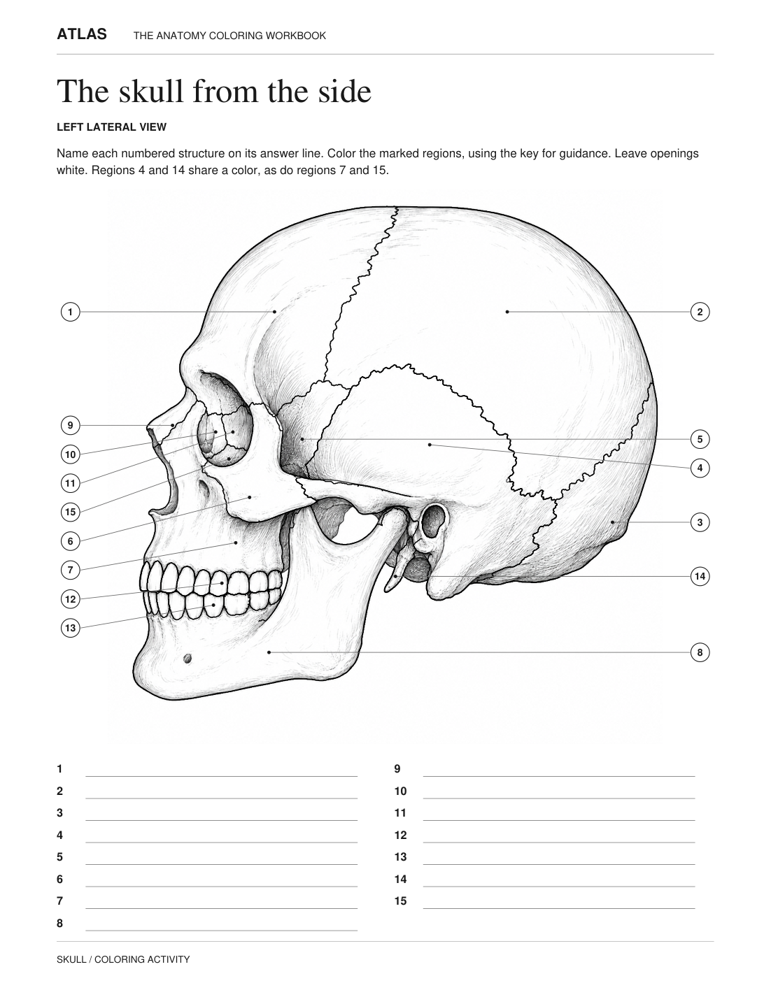 Full skull coloring worksheet preview with numbered features and blank answer lines.