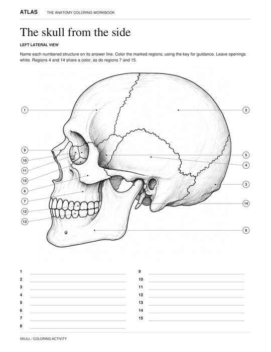 Preview of a printable skull anatomy worksheet with numbered features and blank answer lines.